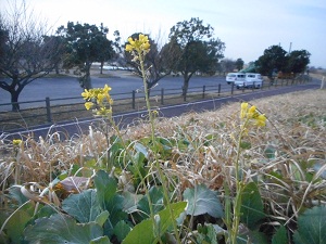 2月15日こぶし開花1