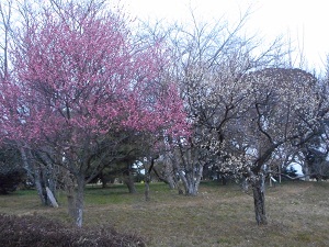 2月21日こぶし開花4