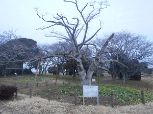 2月21日こぶし開花1