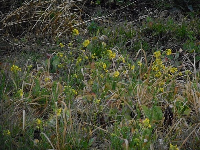 3月1日こぶし開花4