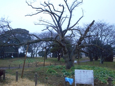 3月1日こぶし開花1