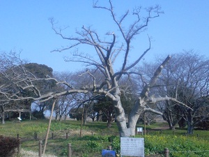 3月13日こぶし開花1