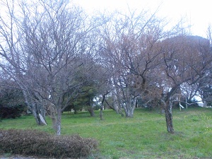 3月21日こぶし開花4