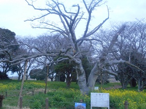 3月21日こぶし開花1