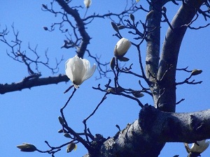 3月24日こぶし開花3