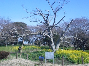 3月24日こぶし開花1