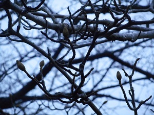 3月7日こぶし開花2