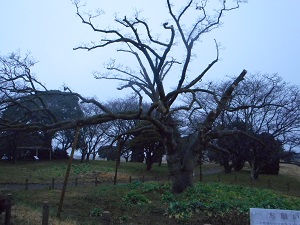 3月7日こぶし開花1