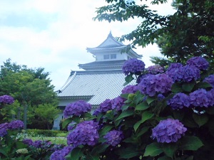 関宿城と紫陽花