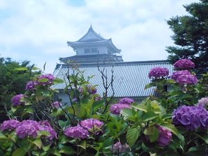 関宿城と紫陽花２