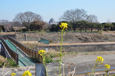 菜の花