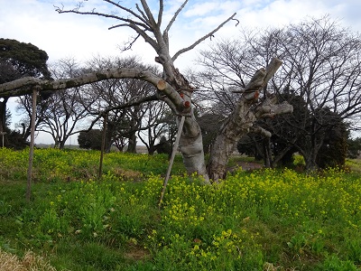 こぶし　菜の花