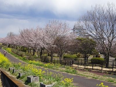 お城　桜　菜の花
