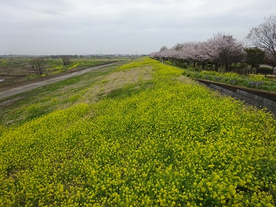 菜の花