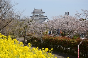 関宿城と菜の花