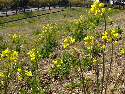 菜の花