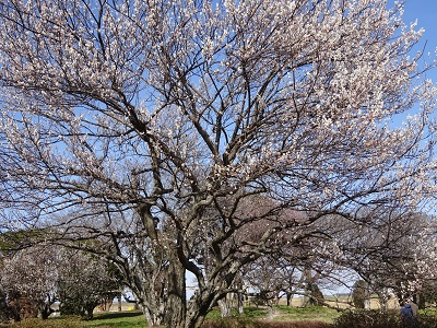 中之島公園の白梅