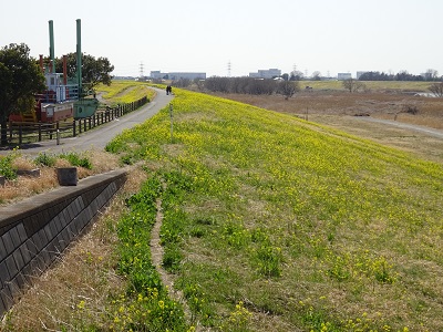 浚渫船菜の花　土手