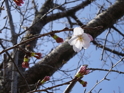 公園さくら