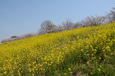 菜の花