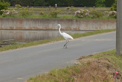 道路を歩く鷺