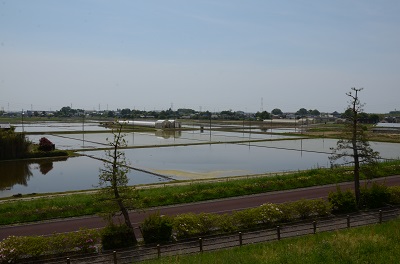 関宿城からみえる水田