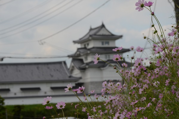 城とコスモス