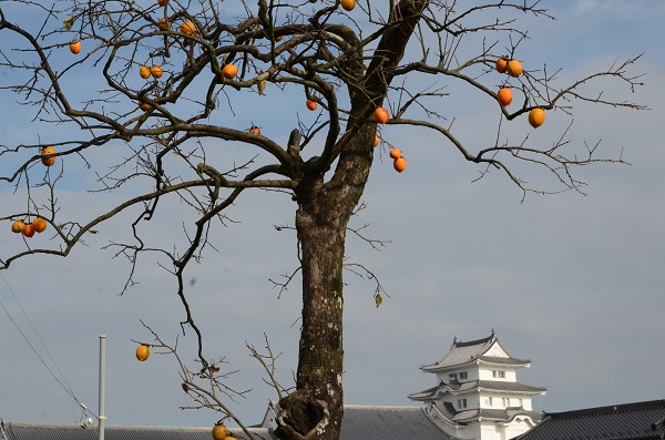 柿と城