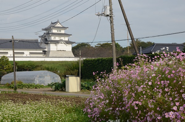 城とコスモス