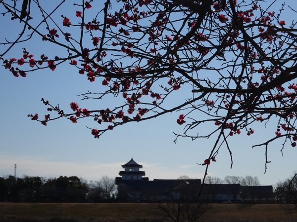 中之島公園紅梅