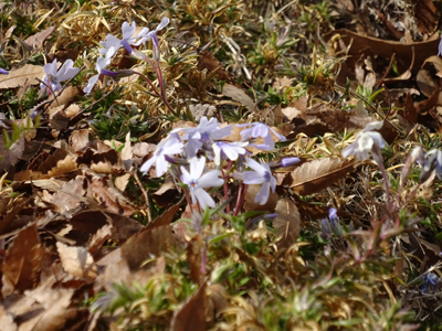 青い芝桜