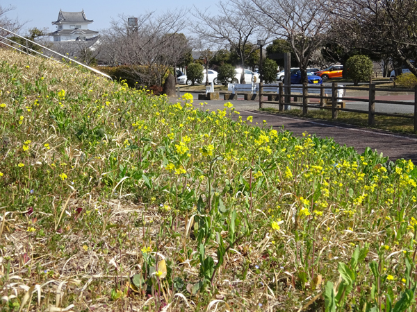 菜の花