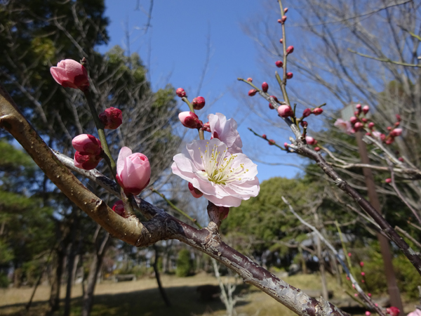 庭園梅