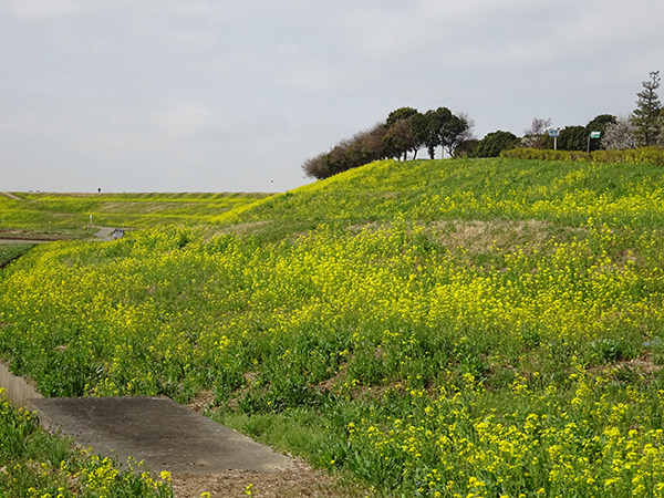 土手の菜の花