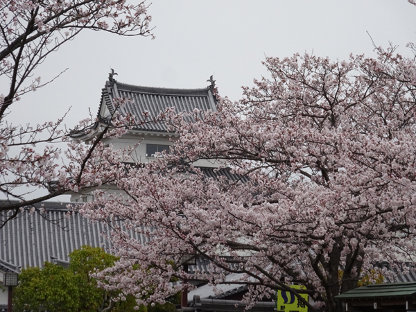 桜と城