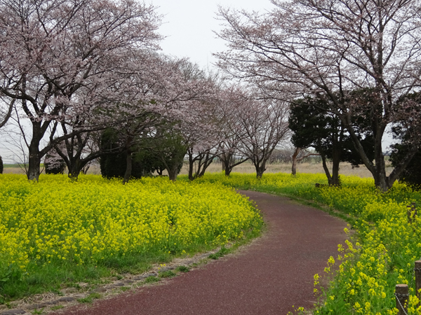 桜と菜の花