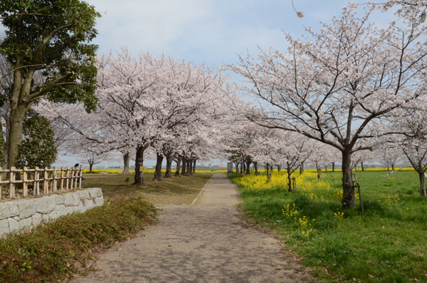 桜の道