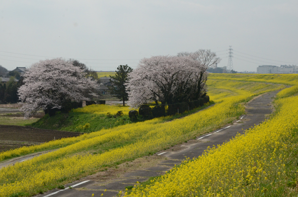 関宿城址