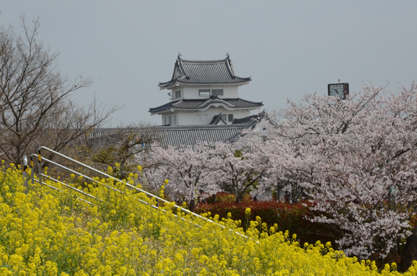 城と桜と菜の花と