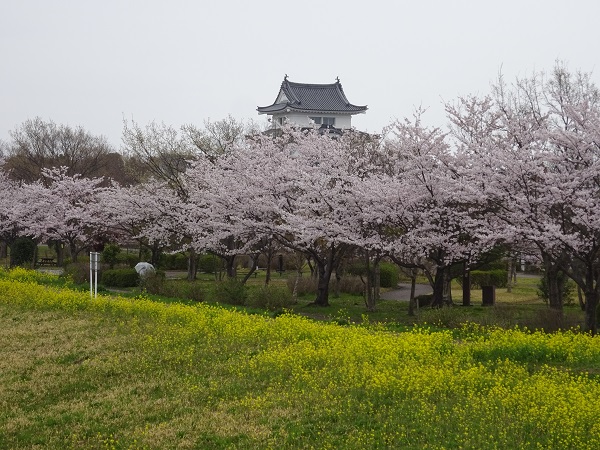 桜と城