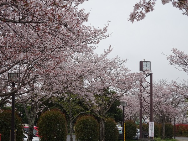 桜と