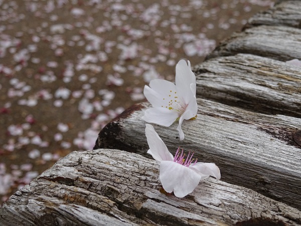 散る桜