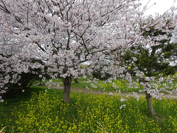 雨桜と菜の花