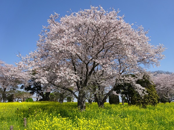 中之島公園