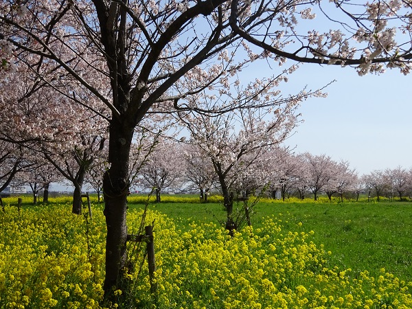 残桜