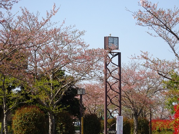 桜と