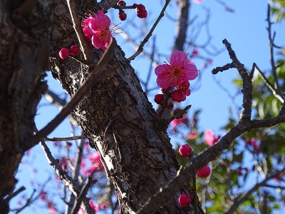 紅梅