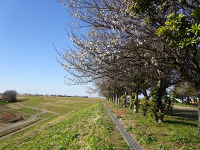 白梅と土手の菜の花