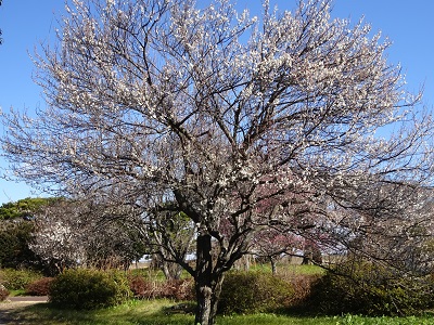 中之島公園の白梅