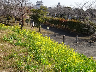 菜の花と城